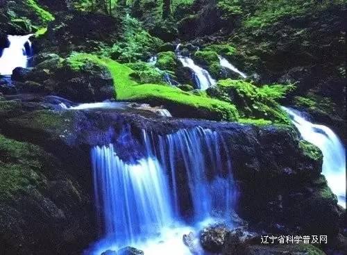 逃离金刚鹦鹉森林